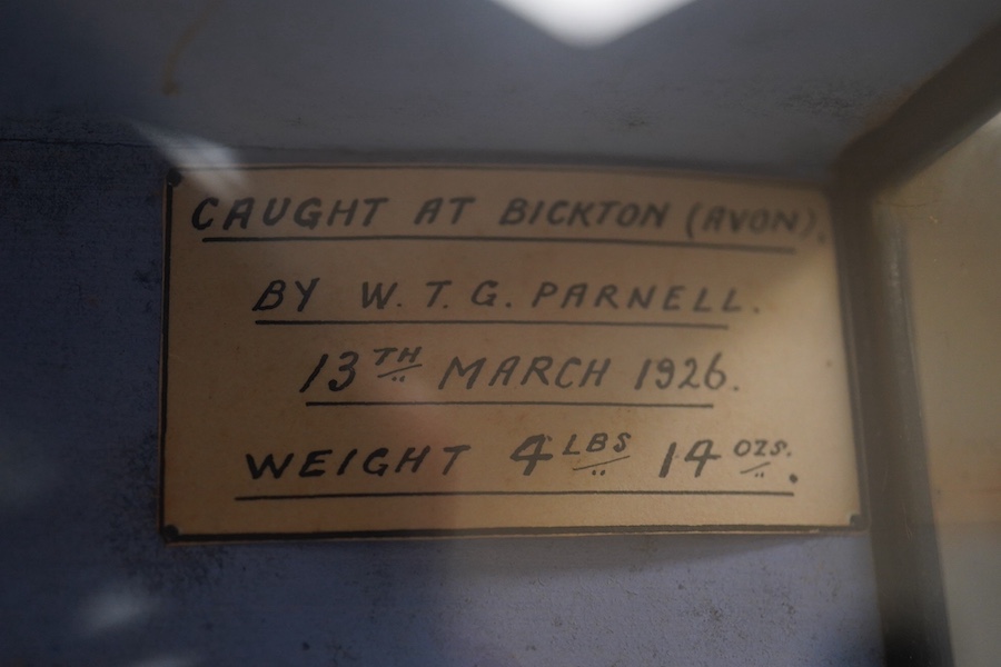 An early 20th century bow front and ebonised cased taxidermy trout, handwritten paper label reading; ‘Caught at Bickton (Avon), by W.T.G. Parnell. 13 March 1926. Weight 4lbs 14ozs’, cabinet 74cm wide, 39.5cm high. Condit